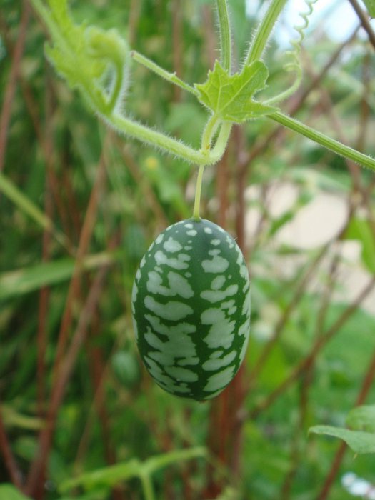 Zehneria scabra fruit